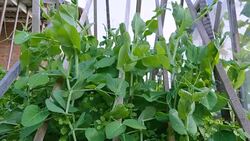 A plant of peas grows on supports in a garden in the backyard. Stock Footage