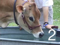 What Do Living Things Need?: Video Quiz Instructional Video