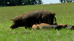 Pastured Pigs - A Journey from Farm to Fork Instructional Video