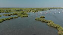 Wetland and Flamingos Stock Footage