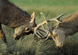 Sexual Selection Instructional Video