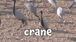 Types of Birds - Learning bird names for Children Instructional Video