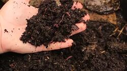 Worms - Stock video Animal, Dirt, Fishing, Tiger, Trout Stock Footage