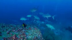Bigeye trevally schooling at undersea pinnacle Stock Footage