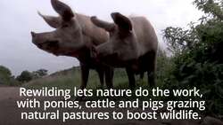 Unproductive land is being turned back to nature in rewilding project News Clip