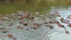herd of hippos in mara river at africa Stock Footage