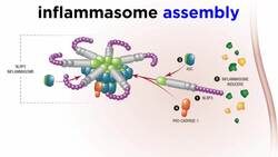 The Inflammasome Instructional Video