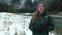 Researchers pleased with milestone in cutthroat trout conservation News Clip