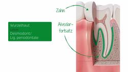 Anatomie des Zahns Instructional Video