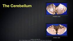 068 The Anatomy and Function of the Cerebellum Instructional Video