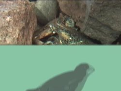 Understanding Habitats and Niches Instructional Video