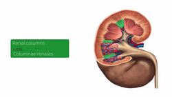 Internal structure of the kidney. Instructional Video