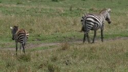 Animals explore the savannah in Kenya News Clip