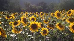 Organisms and Interactions Instructional Video