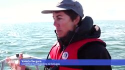 VOICED : La bahía de Hudson en Canadá, refugio estival para miles de belugas News Clip