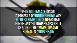 The Science of Why Bacon and Eggs Are the Perfect Match Instructional Video