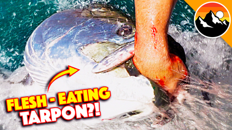 Eaten Alive by Giant Tarpon!