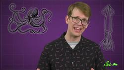 Colorfully Camouflaging Cuttlefish Are Colorblind Instructional Video