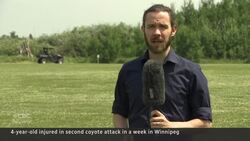 A coyote is attacking children in northeast Winnipeg News Clip