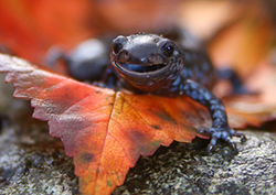 Marbled Salamanders Instructional Video