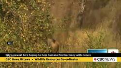 City’s new wildlife resources co-ordinator hired to create harmony between humans and wildlife News Clip