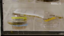 Mapping the Human Brain: One Slice at a Time News Clip