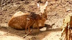 Wildlife scene. Beautiful young fallow whitetail deer, wild mammal animal in forest surrounding. Spotted, Chitals, Cheetal, Axis, Cervus nippon or Japanese deer grazing in natural habitat in the sun. Stock Footage