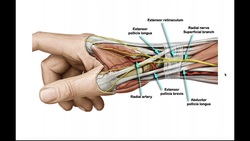 The Radial Nerve [Part 2] | From Elbow → Hand Instructional Video