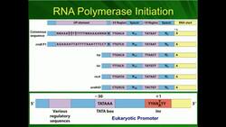 Transcription Initiation: Sigma and General Transcription Factors Instructional Video