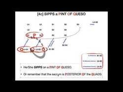 Learn to Draw the Sacral Plexus! Instructional Video