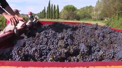 CLEAN : At Château Vimont, disabled winegrowers are at the heart of the harvest News Clip