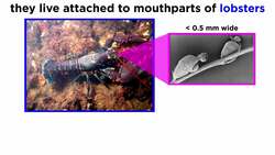 Phylum Cycliophora: Ring-Bearing Symbions Instructional Video