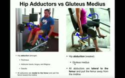 Anatomy & Functions of the Hip Joint Muscle - Adduction, Abduction, Flexors, & Extensors Instructional Video