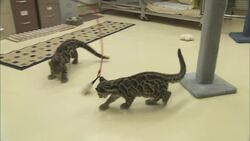 The Physics of Falling, Courtesy of Two Adorable Leopard Cubs.mp4 Instructional Video