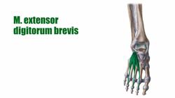 Muskeln des Fußrückens Instructional Video
