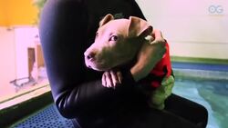 Adorable Pooches Are Taking Their Very First Swim! Instructional Video