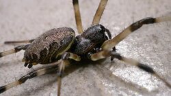 Spider Moves Slowly Stock Footage