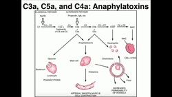 Complement Anaphylatoxins (C5a, C3a, C4a) Instructional Video