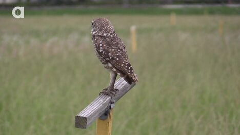 A Rare Glimpse of the Burrowing Owl