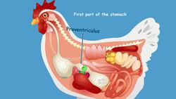 How do Birds Eat? Instructional Video
