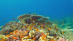 I WONDER - How Many Species Of Fish Are There? Me Pregunto - Cuántas Especies De Peces Existen? Instructional Video