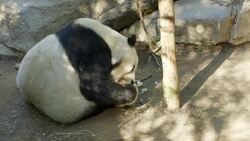 Giant Panda Bai Yun Celebrates Her 24th Birthday Like a Boss Instructional Video