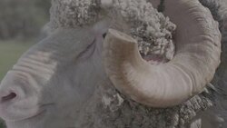 Close up and slow motion of Merino Ram at a ram sale Stock Footage