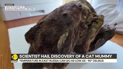 Mummy of a 32,000-Year-Old Saber-Toothed Kitten Found News Clip