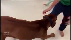 Israeli children released by Hamas reunite with family dog News Clip