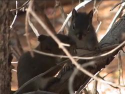 What Is a Mammal?: Introduction Instructional Video