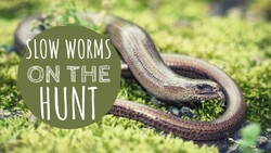 Slow Worms Feeding at Night Instructional Video