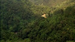 AERIAL FLYING ALONG MUDDY RIVER THROUGH TREES AND PALM TREES, TROPICAL PLANTS IN RAINFOREST OR JUNGLE. GREEN, LUSH. Stock Footage