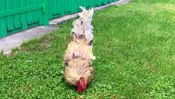 Bird rooster looking for food in green grass Stock Footage