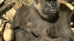 Get a Special Glimpse at a Newborn Baby Gorilla Instructional Video